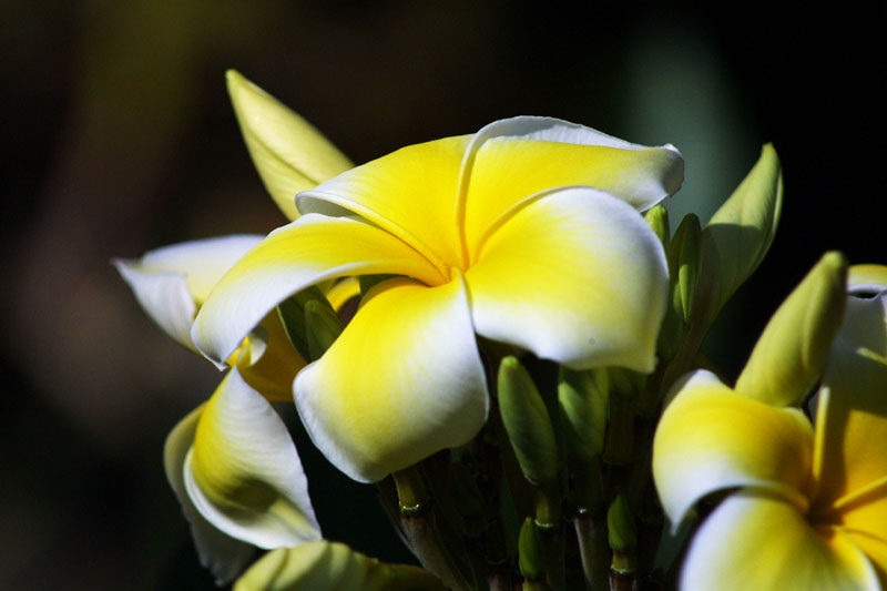 Sweet Smelling Flower* by Paul Stuckless