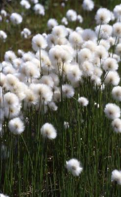 Cottongrass, Denali NP