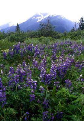 Lupines at Portage
