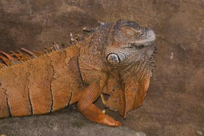 Red Lizard.jpg