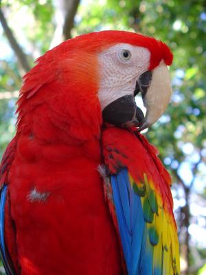 Macaw.jpg