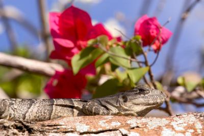 Lizard 2.jpg