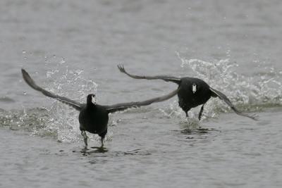 American Coot