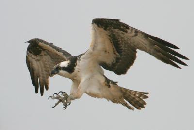 NEW WORLD VULTURES; OSPREY; HAWKS, EAGLES & KITES