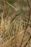 American Bittern