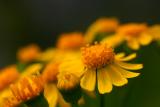 Cut-leaf Groundsel