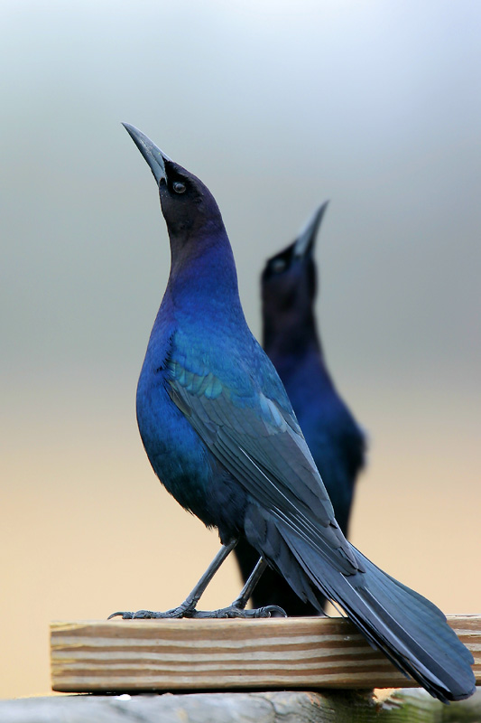 Boat-tailed Grackle