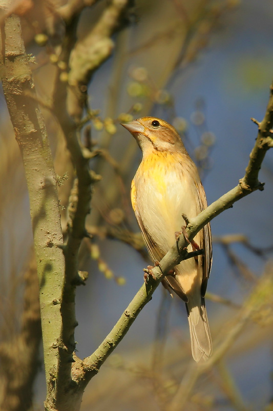 Dickcissel