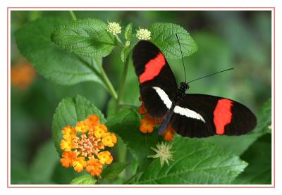 IMG_6162a.JPG