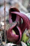 Skunk Cabbage