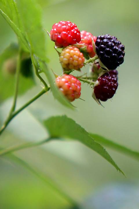 Black Raspberries