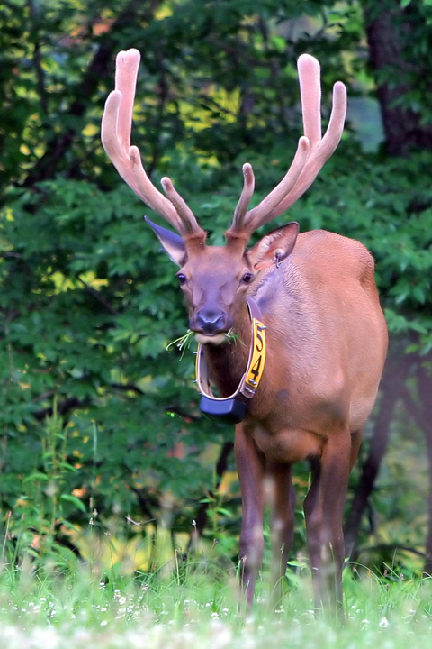 Elk Bull