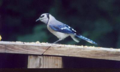 bird.jpg
