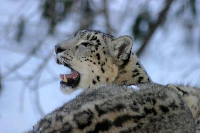 Bronx Zoo in Winter