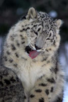 Bronx Zoo in Winter