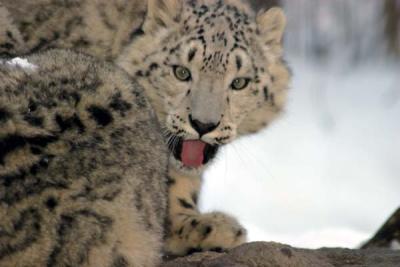 Bronx Zoo in Winter
