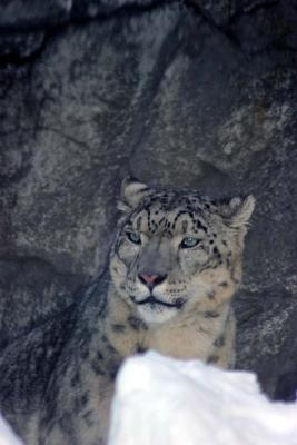 Bronx Zoo in Winter