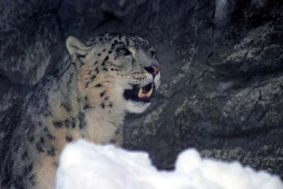 Bronx Zoo in Winter