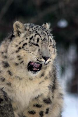 Bronx Zoo in Winter