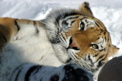 Bronx Zoo in Winter