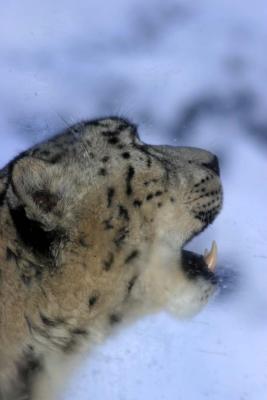 Bronx Zoo in Winter