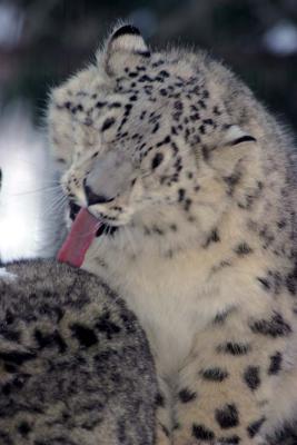 Bronx Zoo in Winter