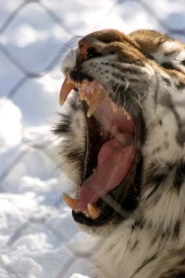 Bronx Zoo in Winter