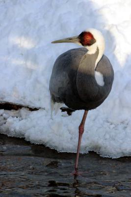 Bronx Zoo in Winter