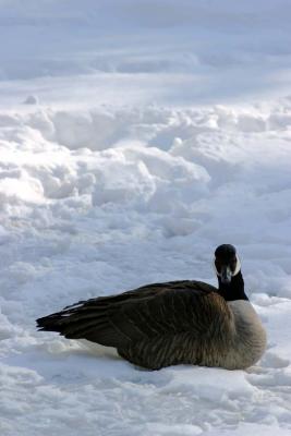 Bronx Zoo in Winter