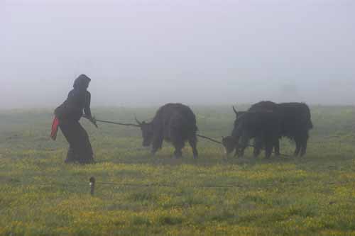 Tibet 2004
