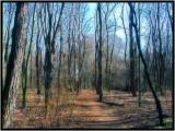Walk-in-the-Woods.jpg