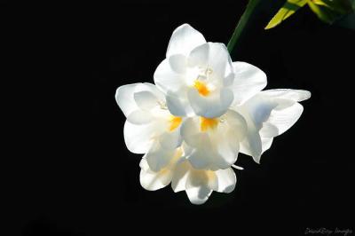 Freesia