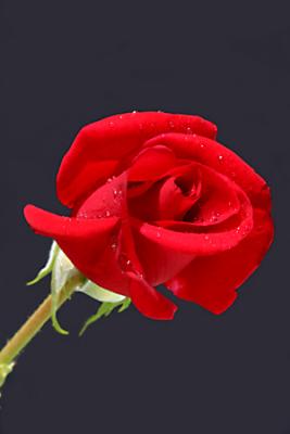 Red  Rose 1