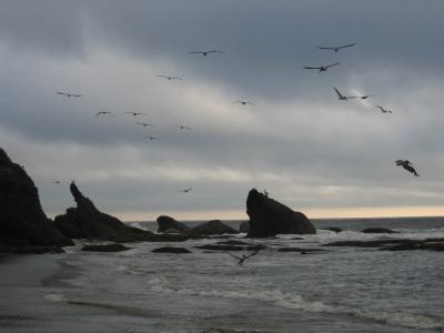 Pelicans flying over Shi Shi Beach