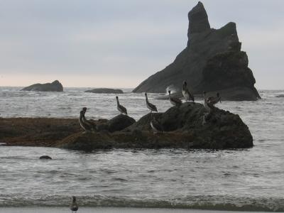 Pelicans