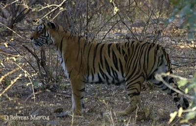 Ranthambhore Tigress.jpg