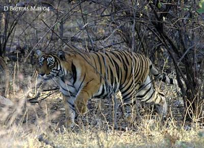 Ranthambhore Tigress stalking Sambar.jpg