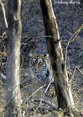 Ranthambhore Tigress waiting for the charge.jpg