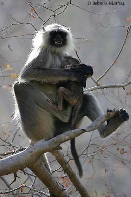 Hanuman-Langur.jpg