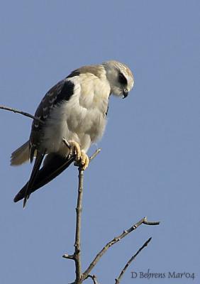 Rathanbhore National Park, Rajasthan, India: MARCH 2004