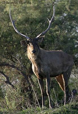 Sambar-Buck.jpg