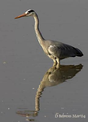 u41/dbehrens/medium/26660811.GreyHeron.jpg