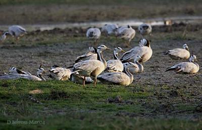 Bar-Headed-Geese-preparing-.jpg