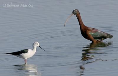 Black-winged-Stilt-_Glossy-.jpg