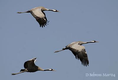 Common-Cranes.jpg