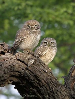 Spotted-Owletts.jpg