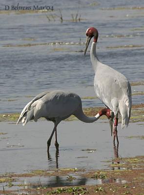 Sarus-Cranes.jpg