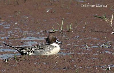 Northern Pintail.jpg