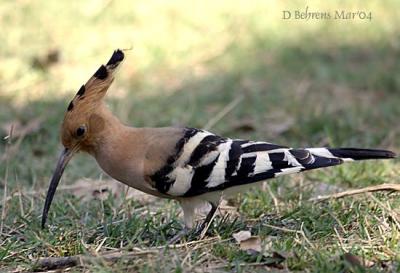 Hoopoe.jpg