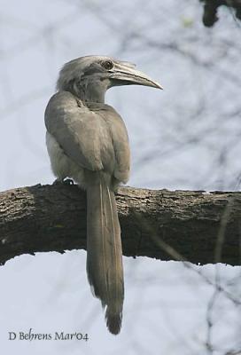 Indian-Grey-Hornbill.jpg